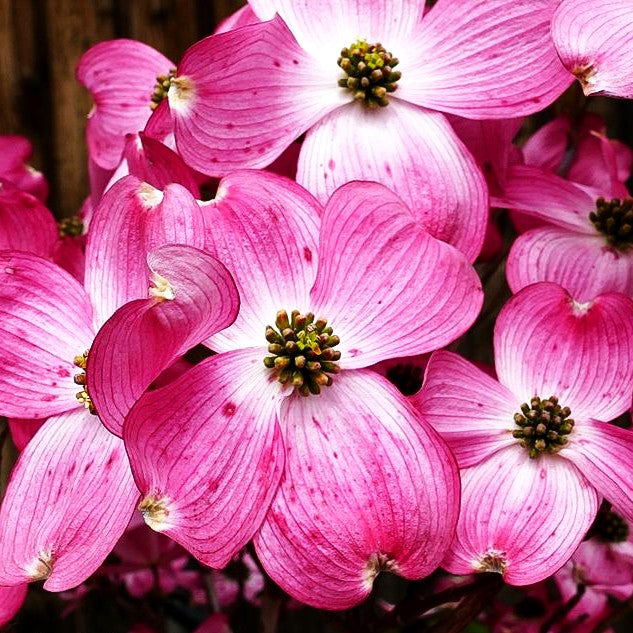 Amerikanischer Blumen-Hartriegel 'Cherokee Chief' (Cornus florida)