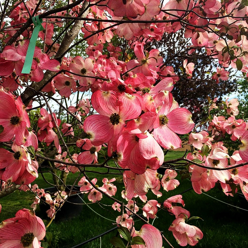 Amerikanischer Blumen-Hartriegel 'Cherokee Chief' (Cornus florida)