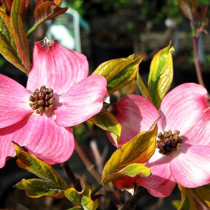 Amerikanischer Blumen-Hartriegel 'Cherokee Sunset' (Cornus florida)