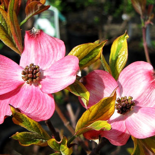 Amerikanischer Blumen-Hartriegel 'Cherokee Sunset' (Cornus florida)