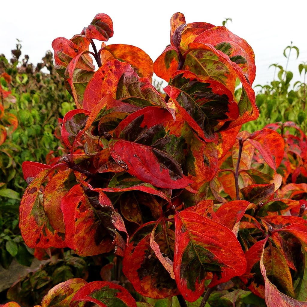 Amerikanischer Blumen-Hartriegel 'Cherokee Sunset' (Cornus florida)