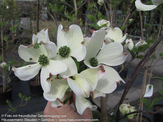 Amerikanischer Blumen-Hartriegel 'Cloud Nine' (Cornus florida)