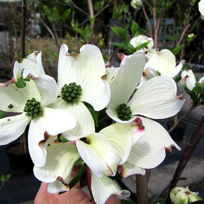 Amerikanischer Blumen-Hartriegel 'Cloud Nine' (Cornus florida)