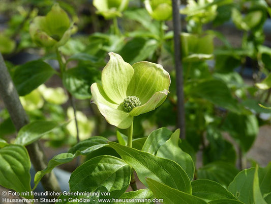Amerikanischer Blumen-Hartriegel (Cornus florida)
