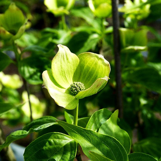 Amerikanischer Blumen-Hartriegel (Cornus florida)