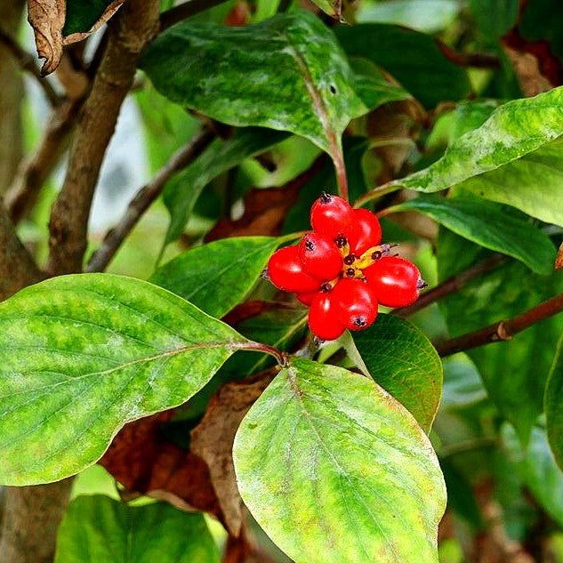 Amerikanischer Blumen-Hartriegel (Cornus florida)