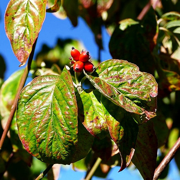 Amerikanischer Blumen-Hartriegel (Cornus florida)
