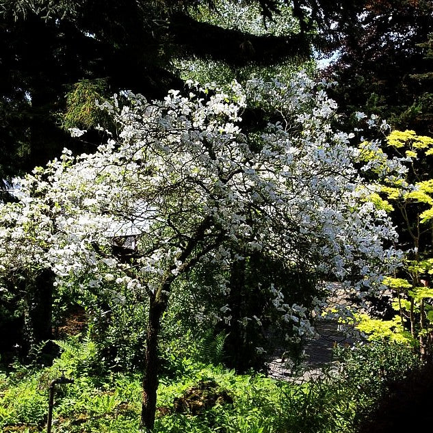 Amerikanischer Blumen-Hartriegel (Cornus florida)