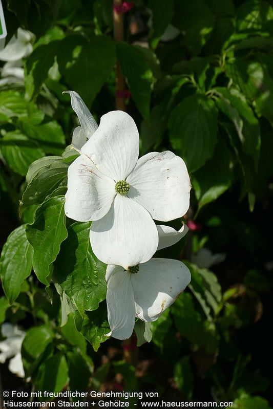 Amerikanischer Blumen-Hartriegel 'Galaxy' (Cornus florida)