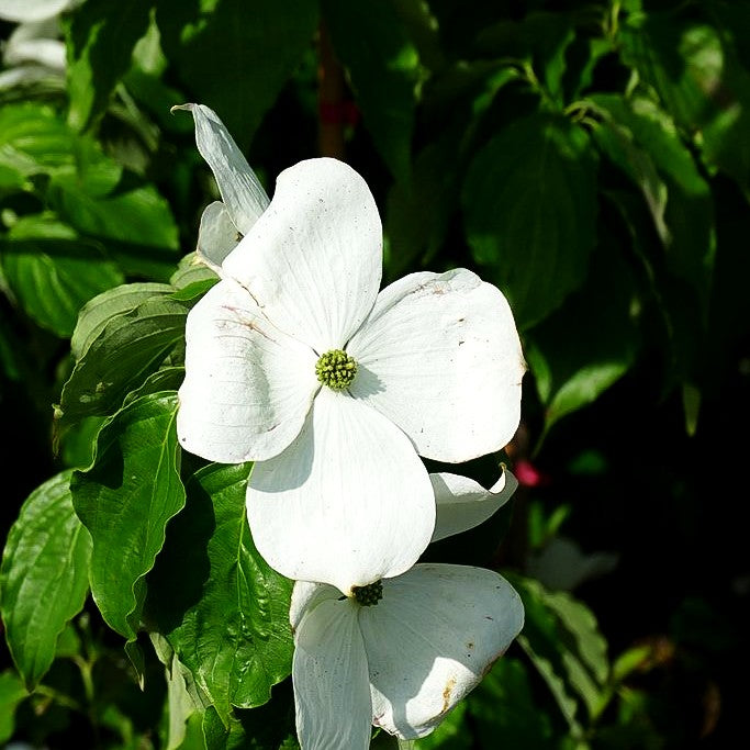 Amerikanischer Blumen-Hartriegel 'Galaxy' (Cornus florida)