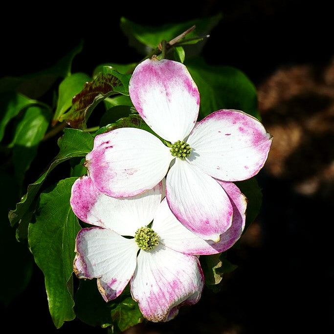 Amerikanischer Blumen-Hartriegel 'Galaxy' (Cornus florida)