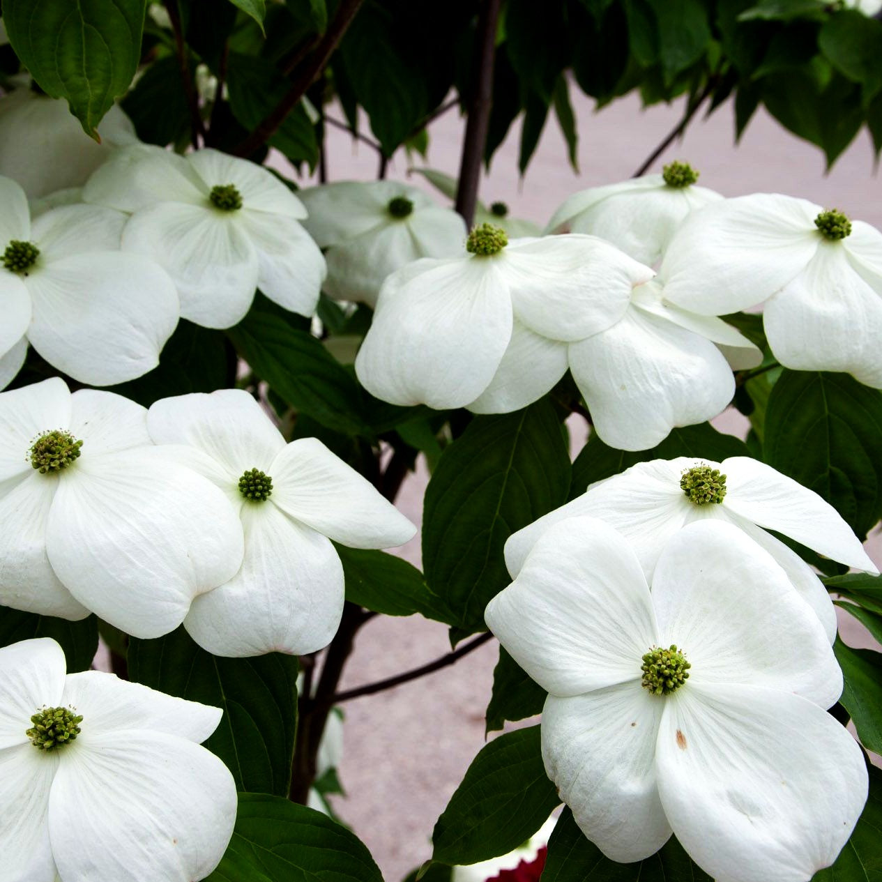 Amerikanischer Blumen-Hartriegel 'Galaxy' (Cornus florida)