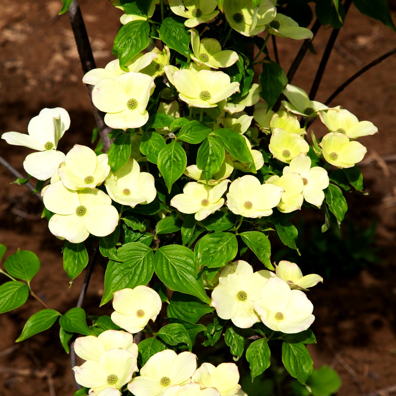 Amerikanischer Blumen-Hartriegel 'Galaxy' (Cornus florida)