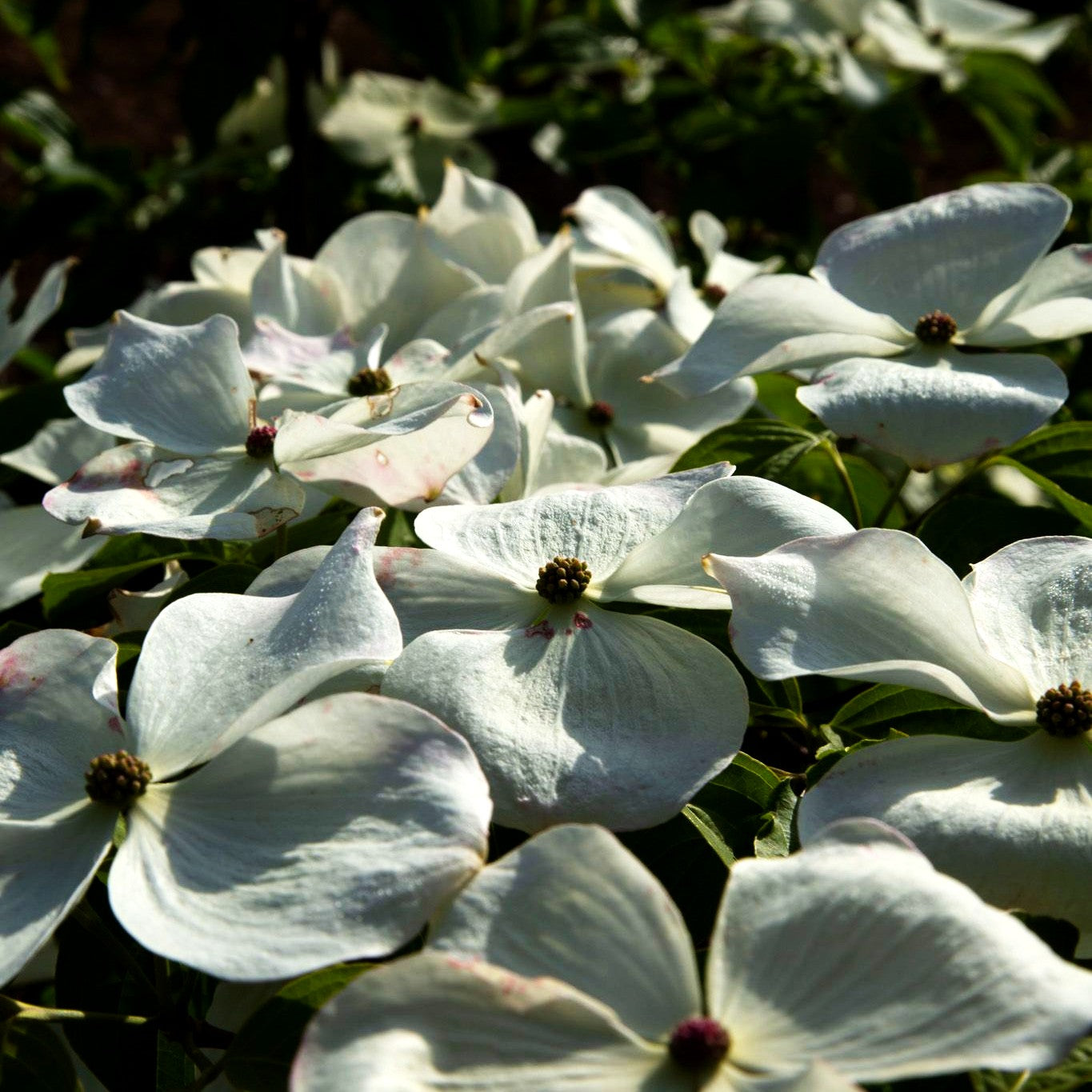 Amerikanischer Blumen-Hartriegel 'Galaxy' (Cornus florida)