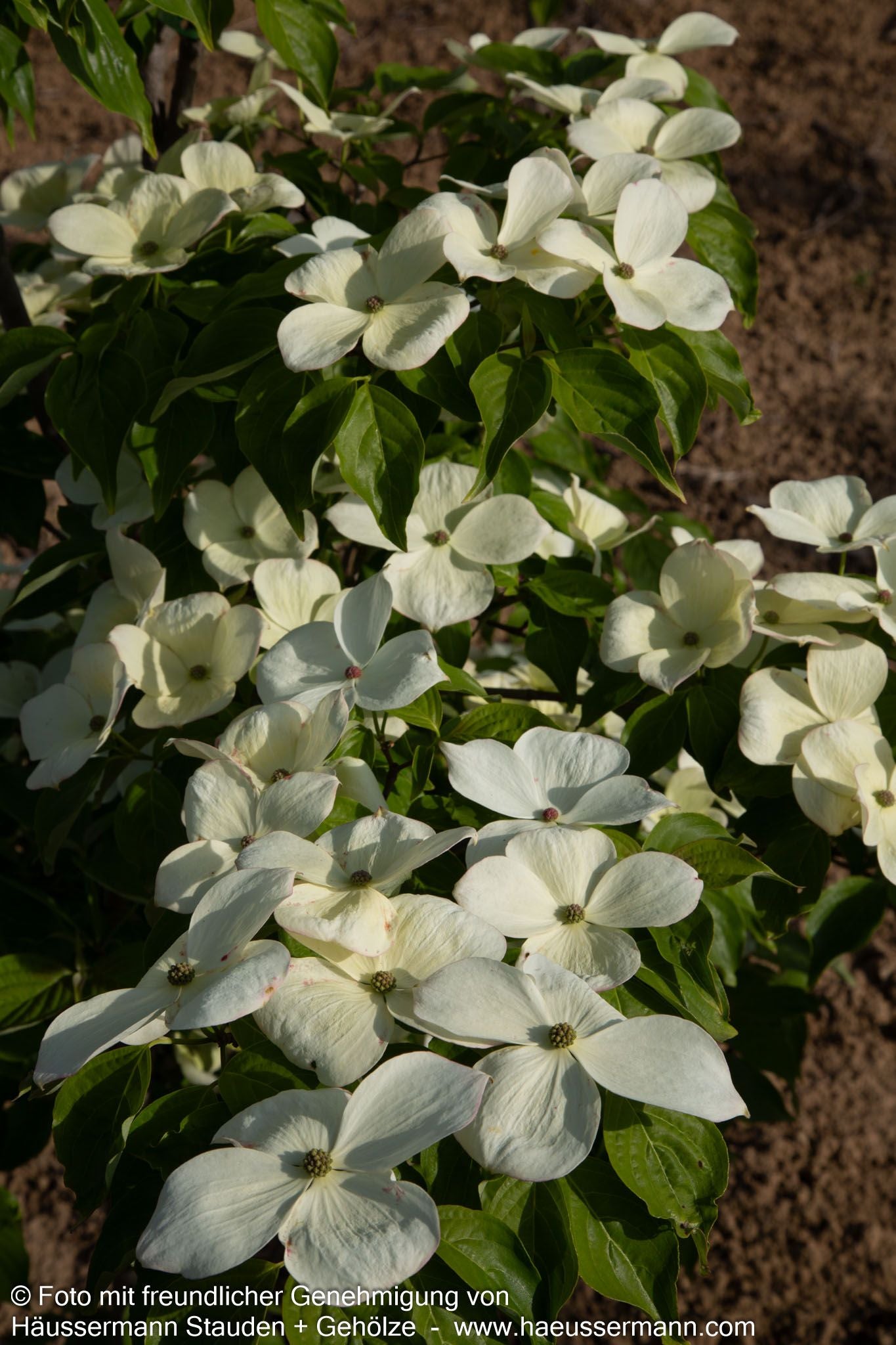 Amerikanischer Blumen-Hartriegel 'Galaxy' (Cornus florida)