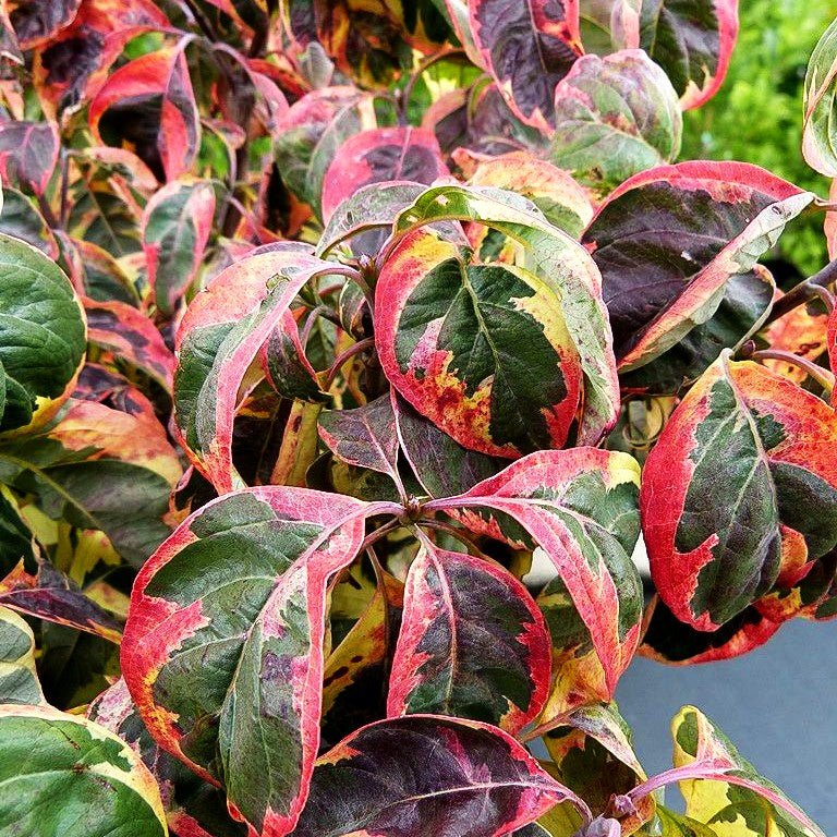 Amerikanischer Blumen-Hartriegel 'Pink Flame' (Cornus florida)