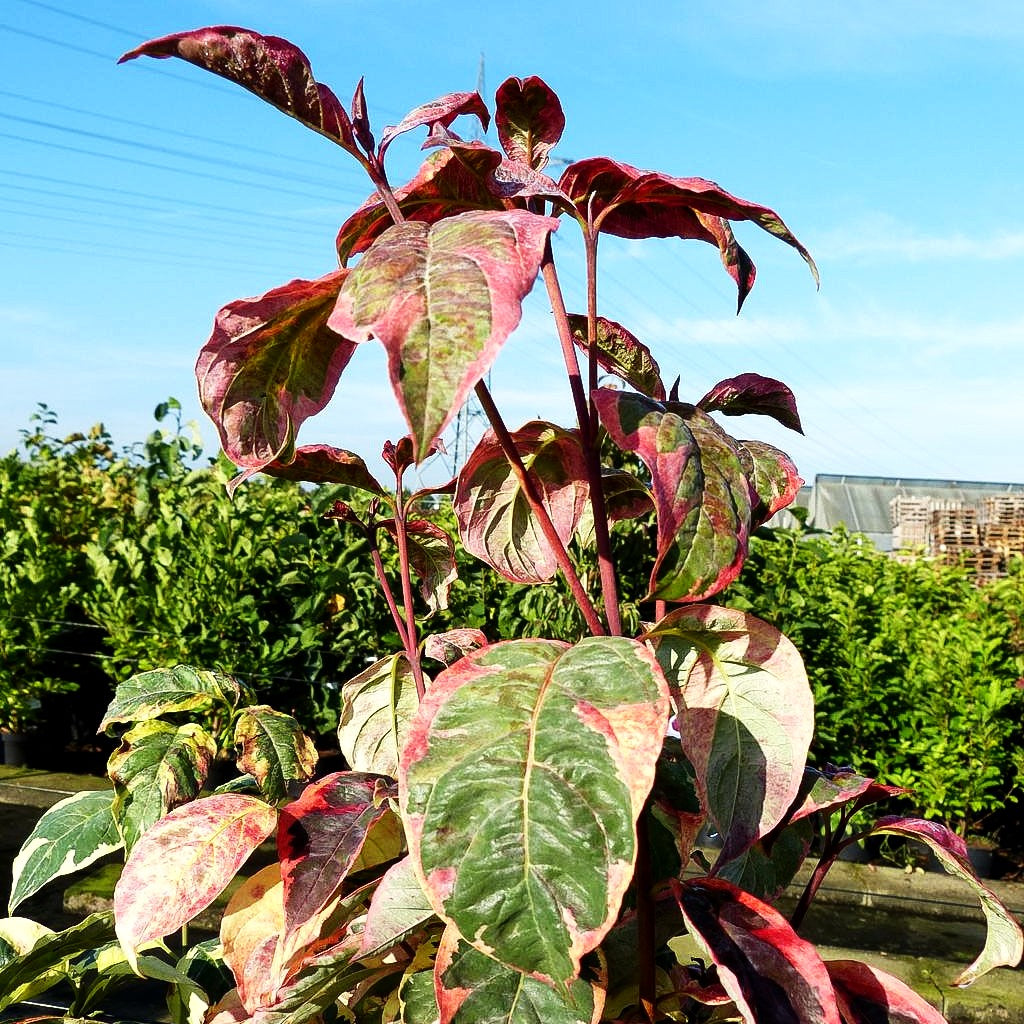 Amerikanischer Blumen-Hartriegel 'Pink Flame' (Cornus florida)