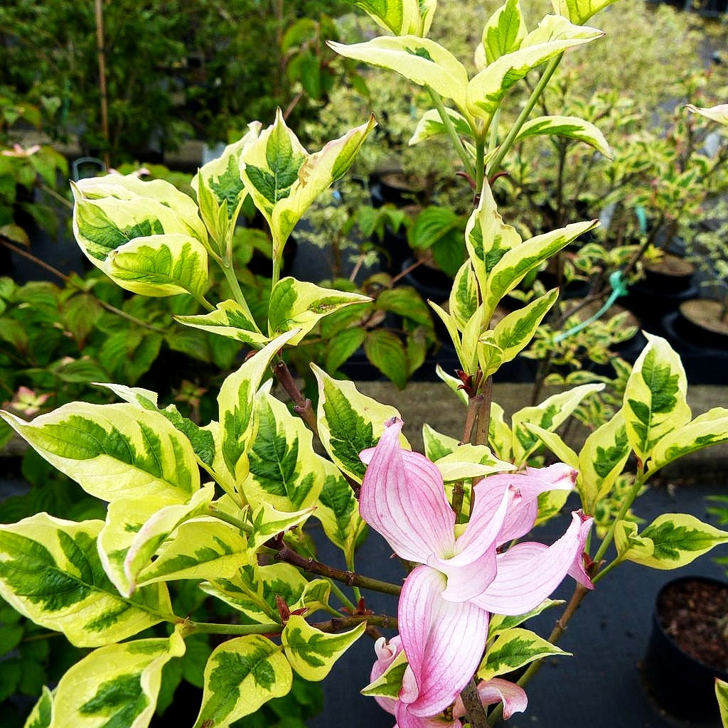 Amerikanischer Blumen-Hartriegel 'Pink Flame' (Cornus florida)