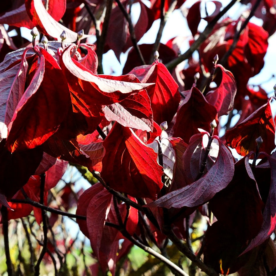 Amerikanischer Blumen-Hartriegel 'Rainbow' (Cornus florida)