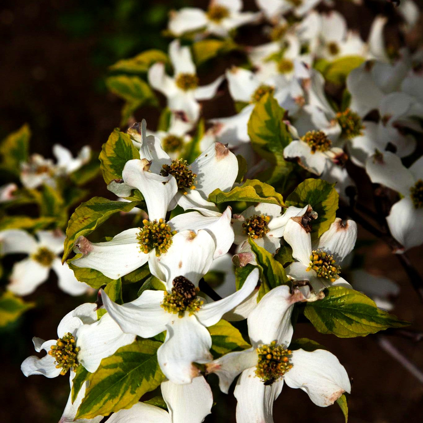 Amerikanischer Blumen-Hartriegel 'Rainbow' (Cornus florida)