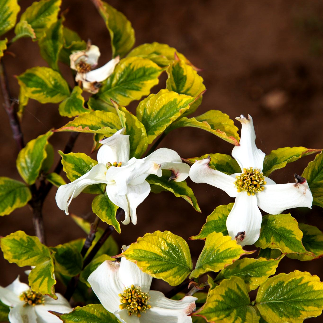 Amerikanischer Blumen-Hartriegel 'Rainbow' (Cornus florida)
