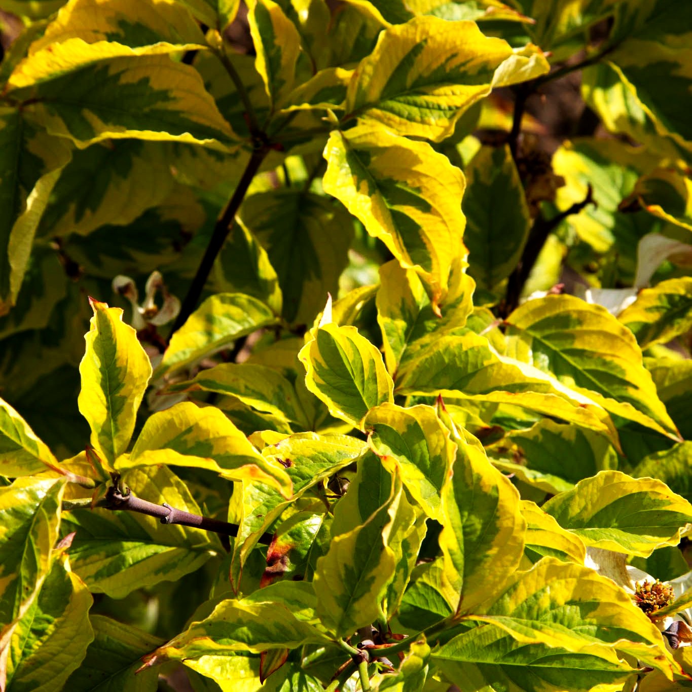 Amerikanischer Blumen-Hartriegel 'Rainbow' (Cornus florida)