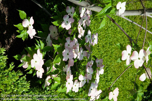 Amerikanischer Blumen-Hartriegel 'Stellar Pink' (Cornus florida)