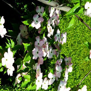 Amerikanischer Blumen-Hartriegel 'Stellar Pink' (Cornus florida)