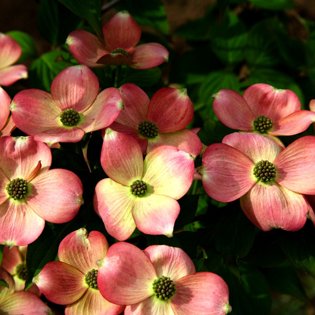 Amerikanischer Blumen-Hartriegel 'Stellar Pink' (Cornus florida)