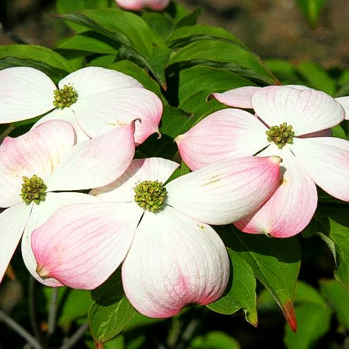 Amerikanischer Blumen-Hartriegel 'Stellar Pink' (Cornus florida)