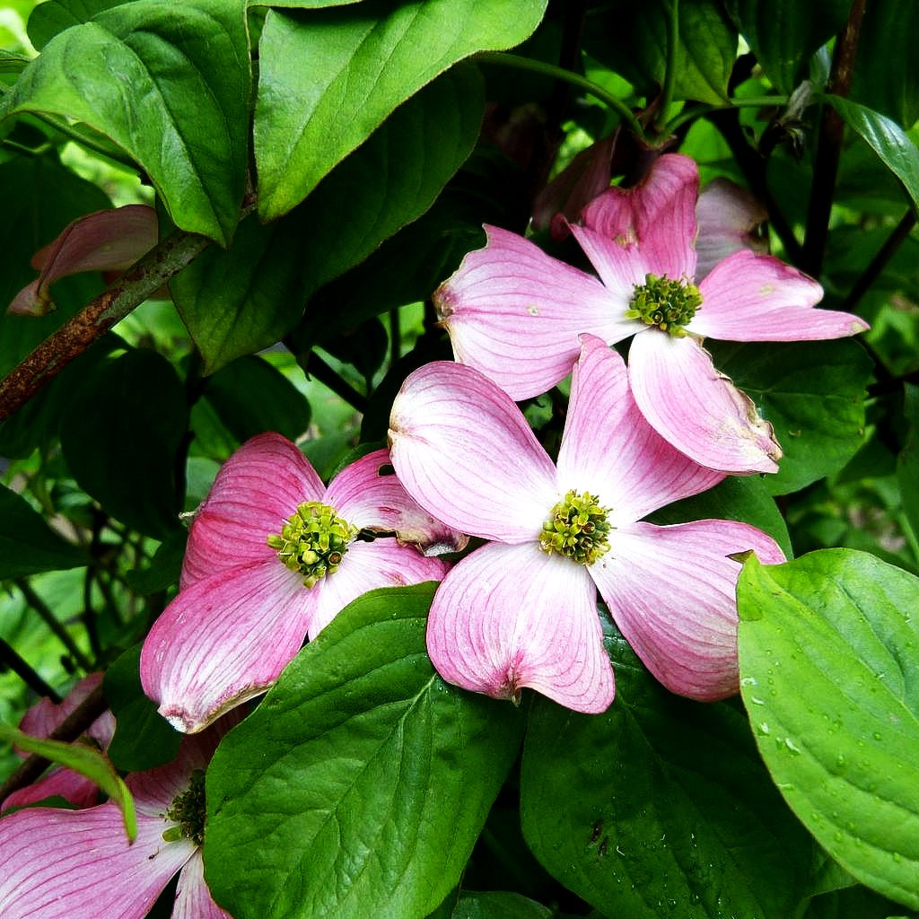 Amerikanischer Blumen-Hartriegel 'Sweetwater' (Cornus florida)