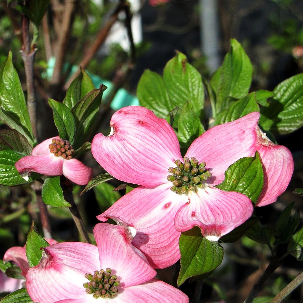 Amerikanischer Blumen-Hartriegel 'Sweetwater' (Cornus florida)