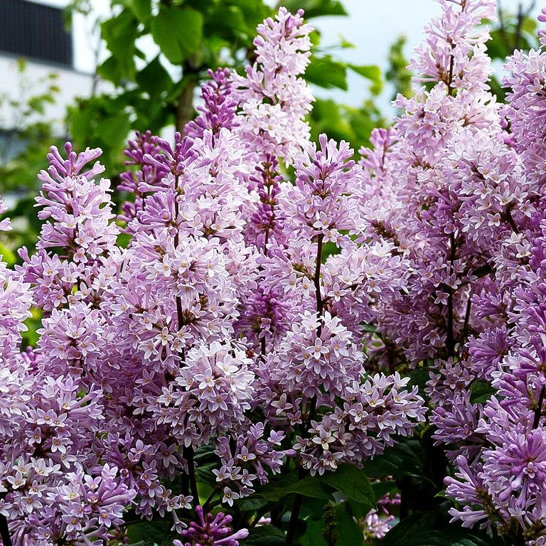 Amerikanischer Flieder 'Minuet' (Syringa x prestoniae)