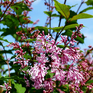 Amerikanischer Flieder 'Miss Canada' (Syringa x prestoniae)
