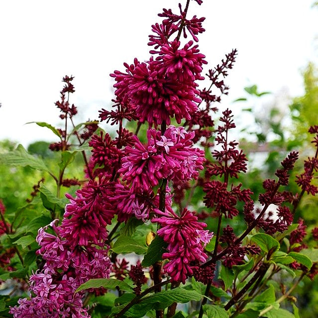 Amerikanischer Flieder 'Miss Canada' (Syringa x prestoniae)
