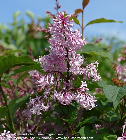 Amerikanischer Flieder 'Miss Japan' (Syringa x prestoniae)