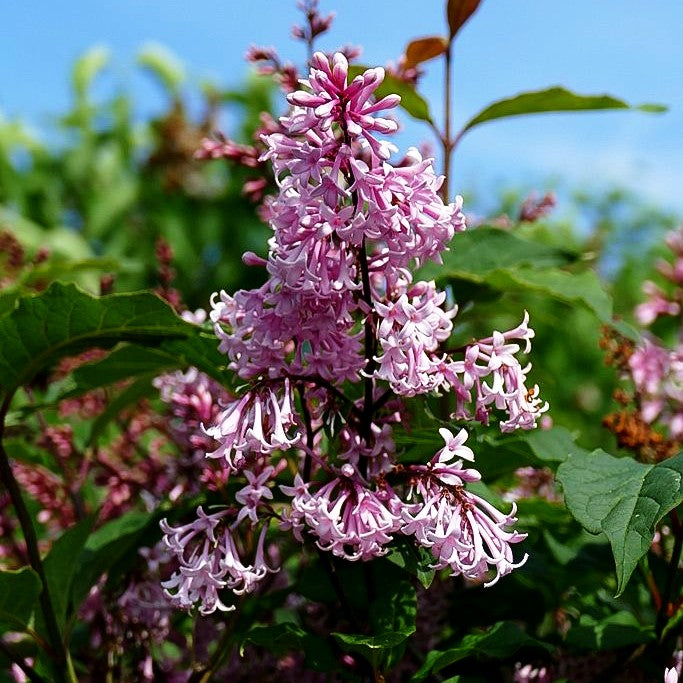 Amerikanischer Flieder 'Miss Japan' (Syringa x prestoniae)
