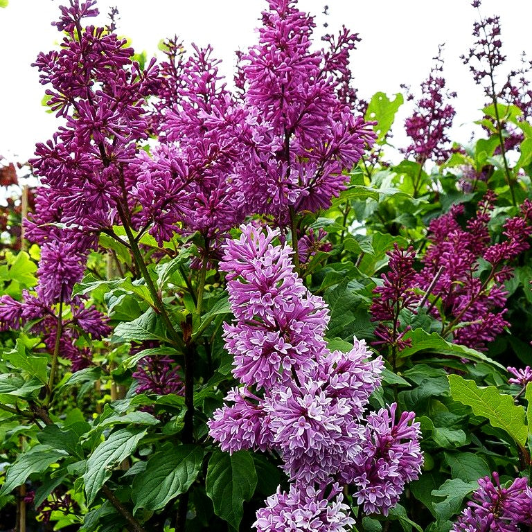 Amerikanischer Flieder 'Redwine' (Syringa x prestoniae)