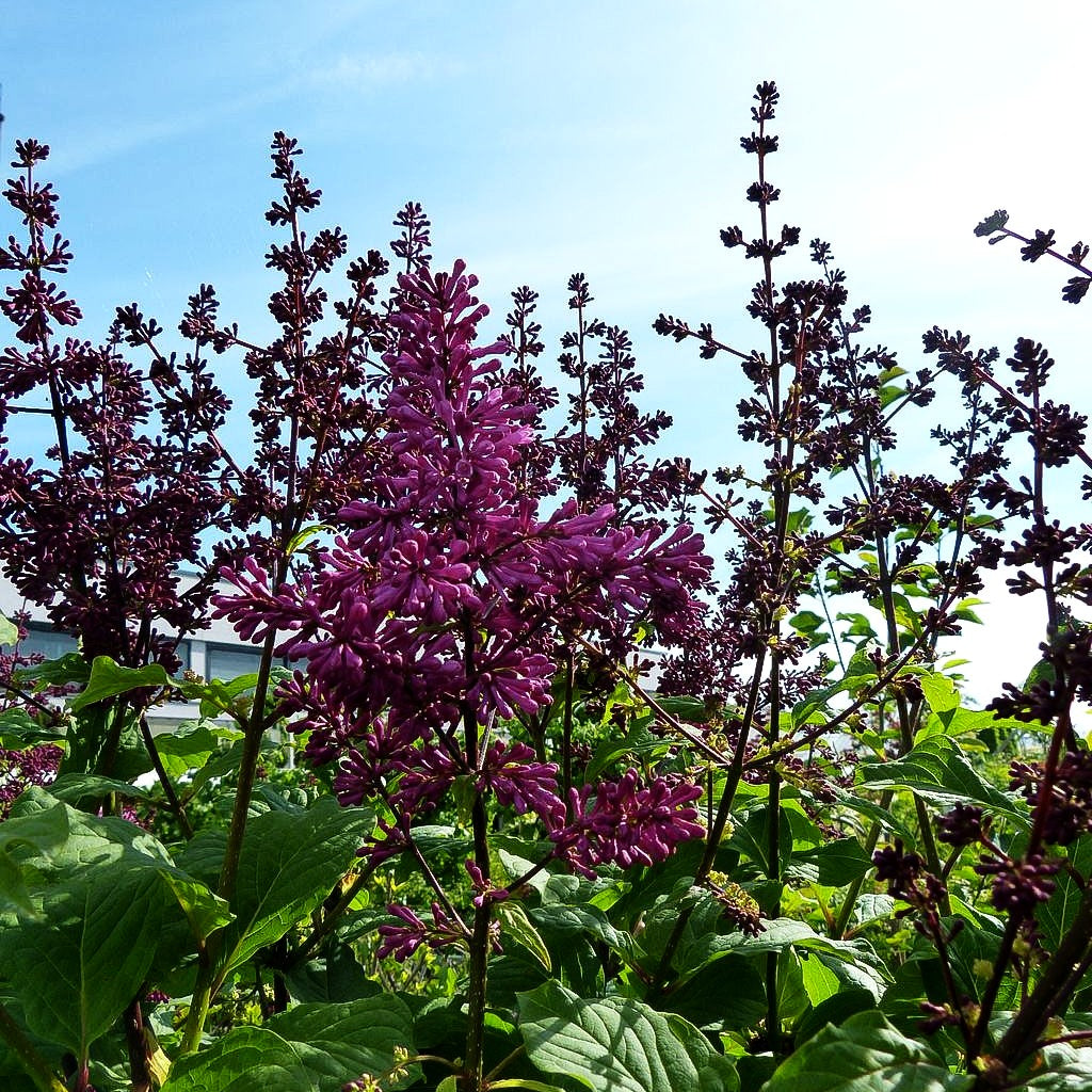 Amerikanischer Flieder 'Redwine' (Syringa x prestoniae)