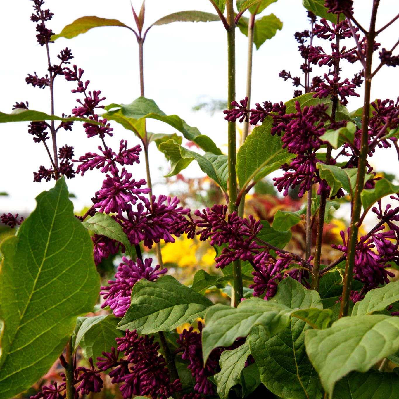 Amerikanischer Flieder 'Redwine' (Syringa x prestoniae)