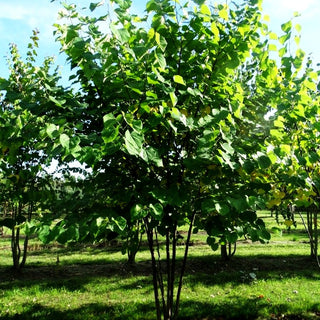 Amerikanischer Judasbaum (Cercis canadensis)