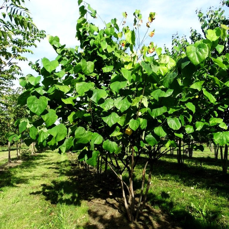 Amerikanischer Judasbaum (Cercis canadensis)