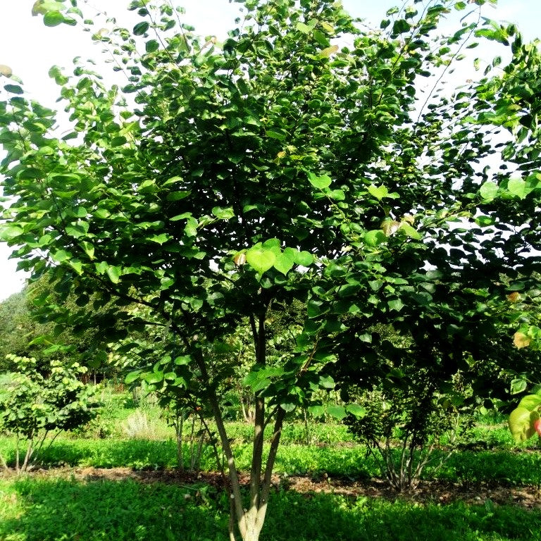 Amerikanischer Judasbaum (Cercis canadensis)