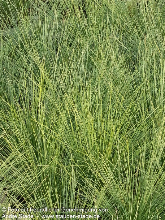 Amethyst-Schwingel (Festuca amethystina)