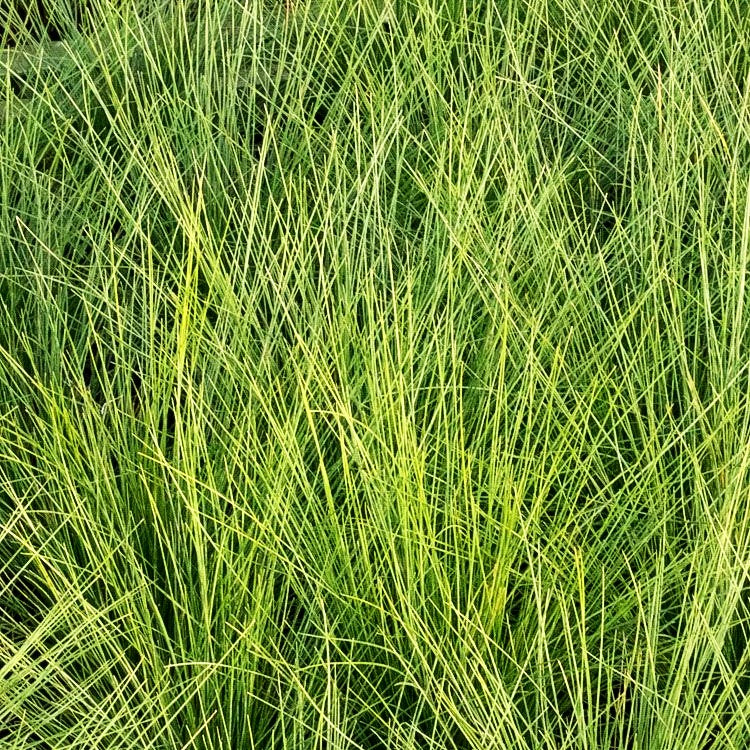 Amethyst-Schwingel (Festuca amethystina)