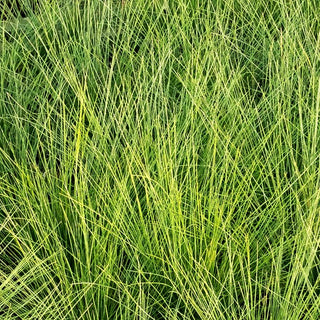 Amethyst-Schwingel (Festuca amethystina)