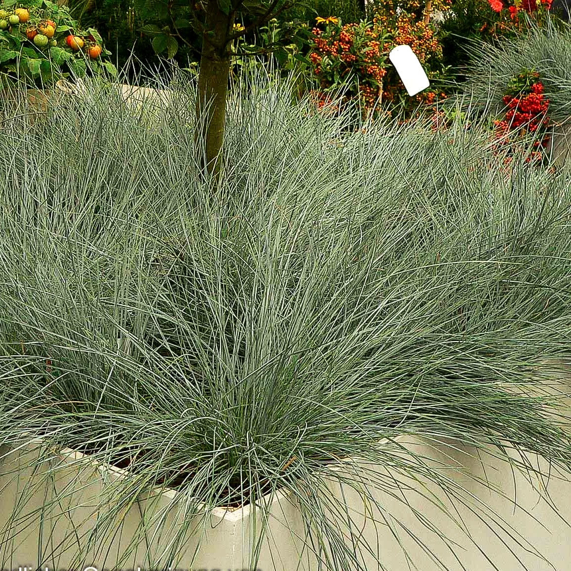 Amethyst-Schwingel (Festuca amethystina)