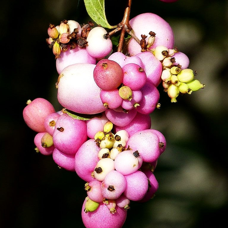 Amethystbeere 'Amethyst' (Symphoricarpos x doorenbosii)