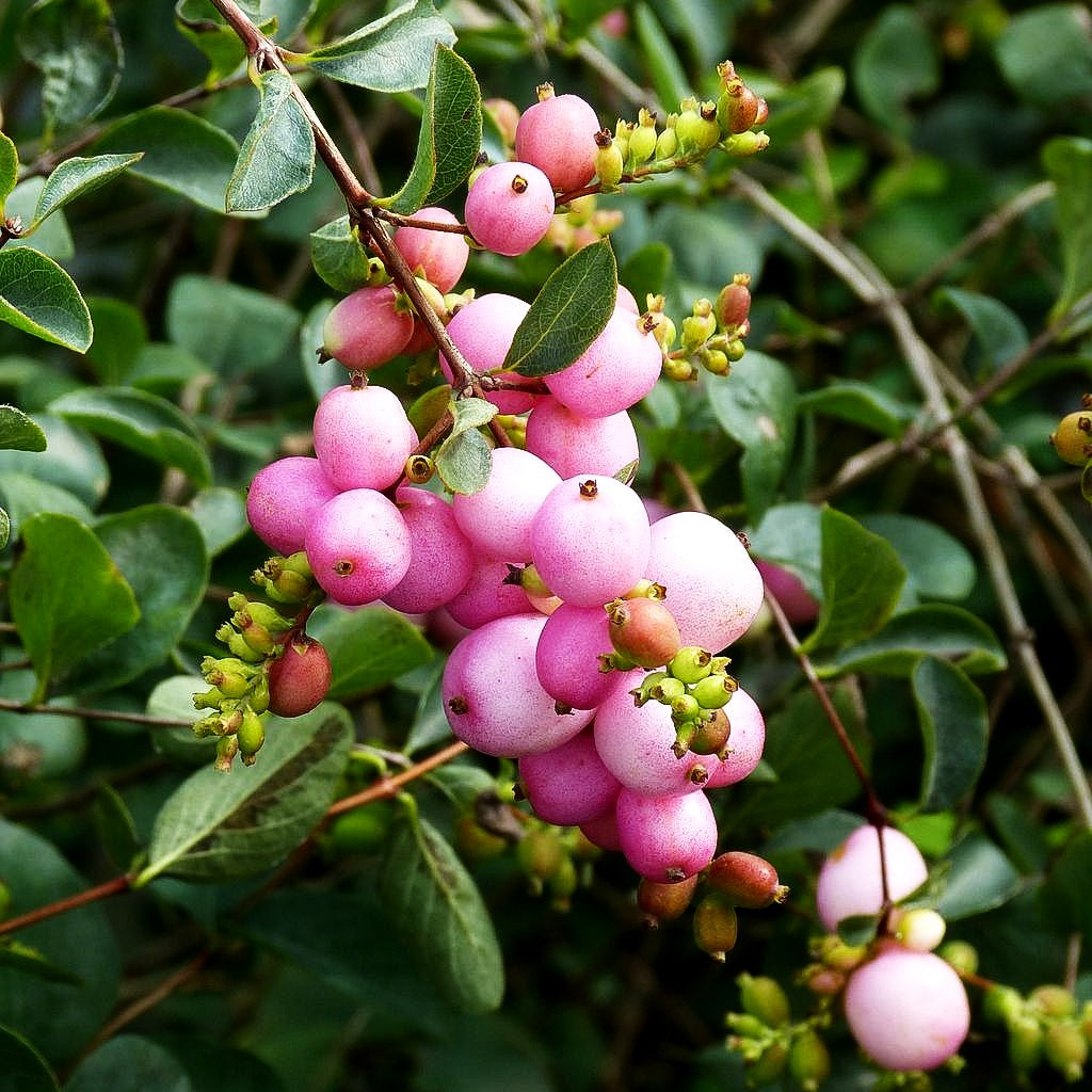 Amethystbeere 'Amethyst' (Symphoricarpos x doorenbosii)