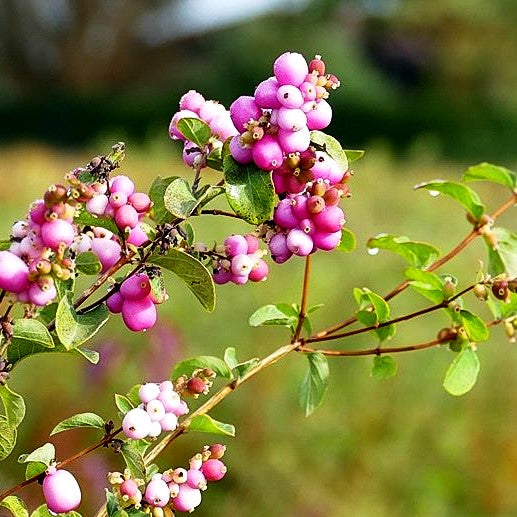 Amethystbeere 'Amethyst' (Symphoricarpos x doorenbosii)